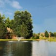 Picture of a pond 3 weeks after treating with fluridone aquatic herbicide