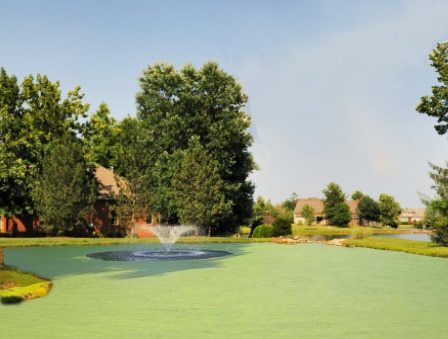 Image of pond covered with duckweed and watermeal prior to treating with fluridone herbicide