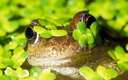 Duckweed on a pond